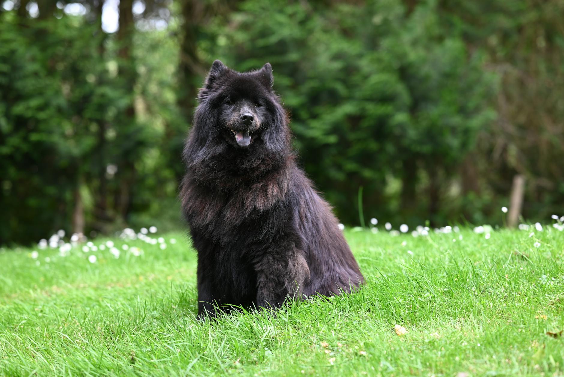 Chow Chow