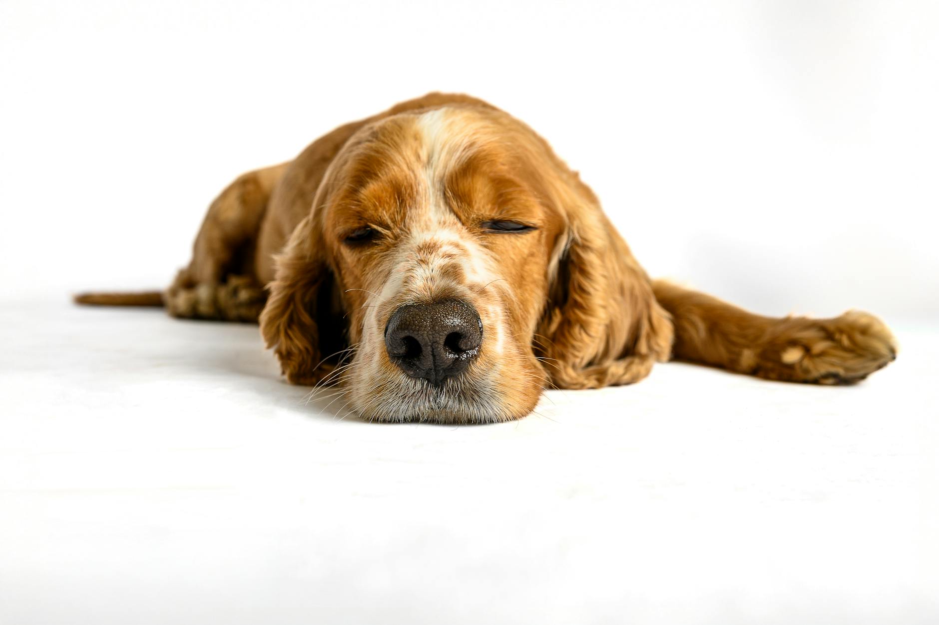 Cocker Spaniel Inglese