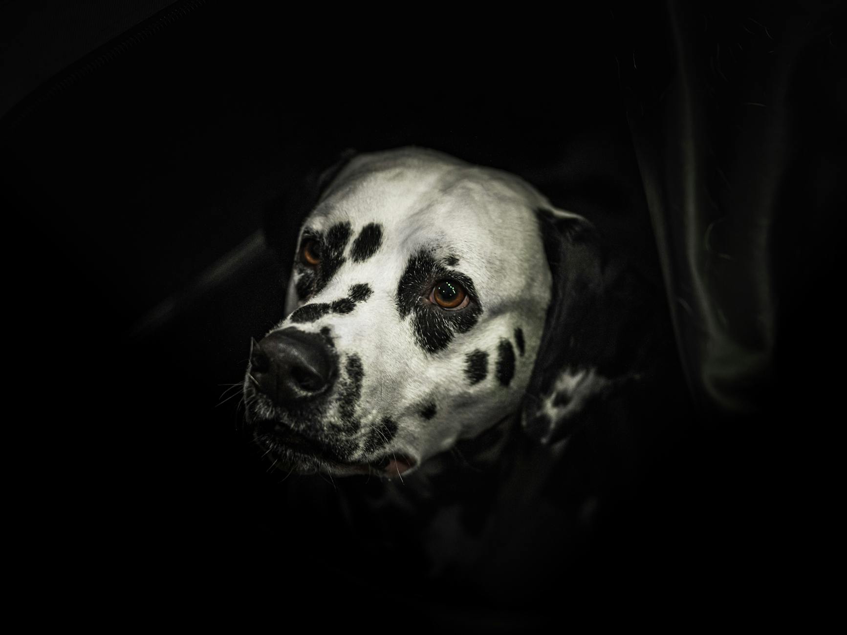 Dalmata