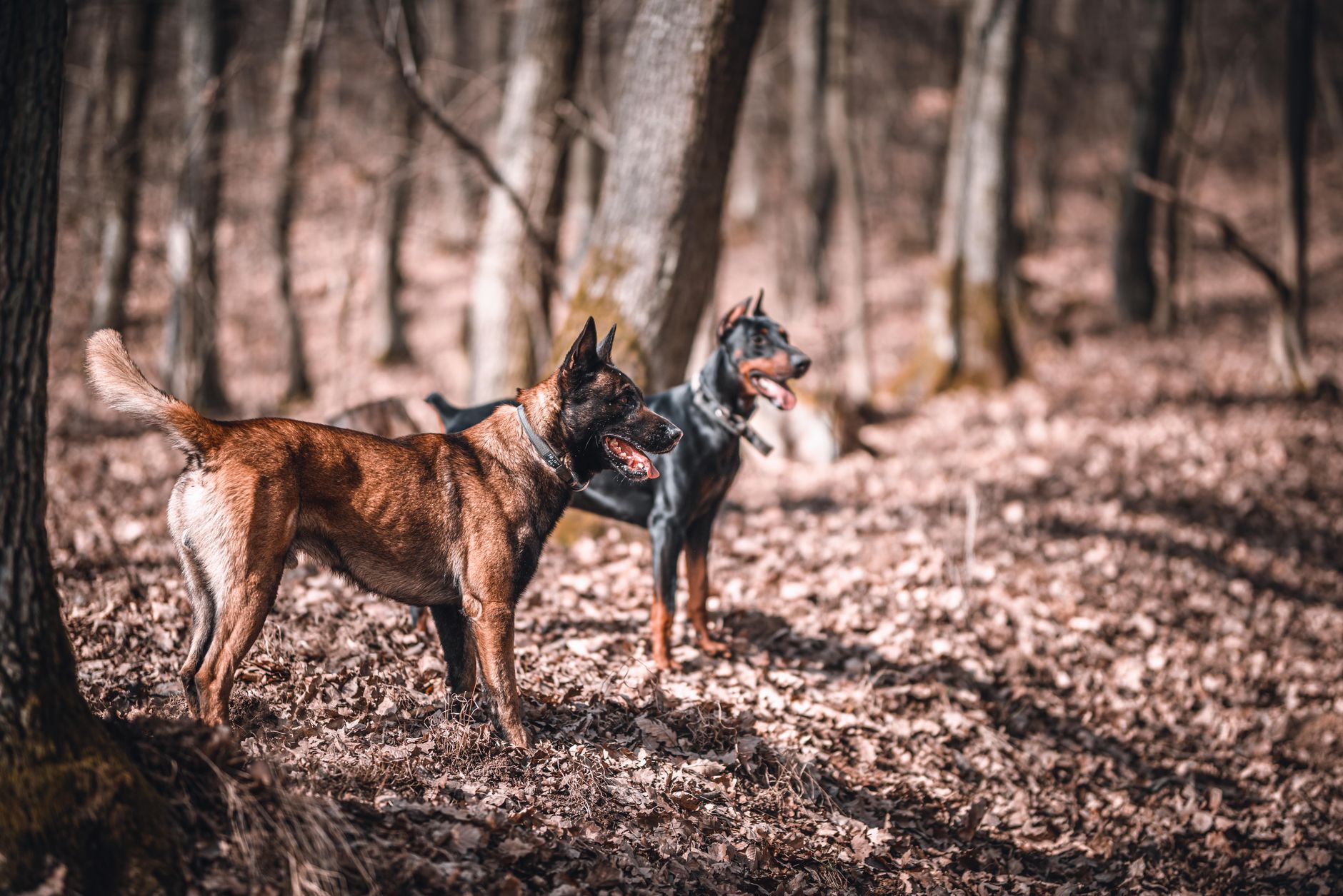 Dobermann