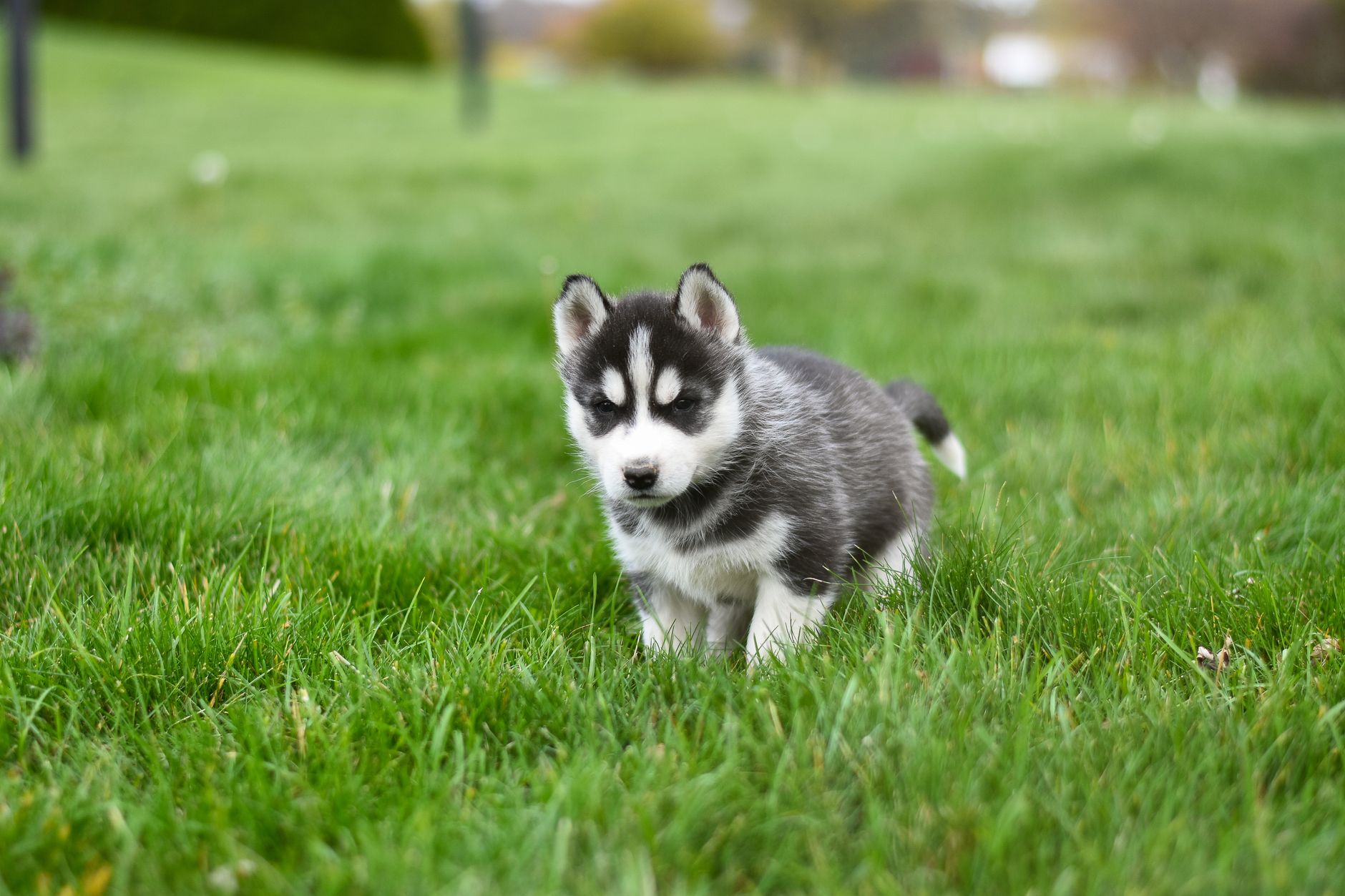 Husky Siberiano