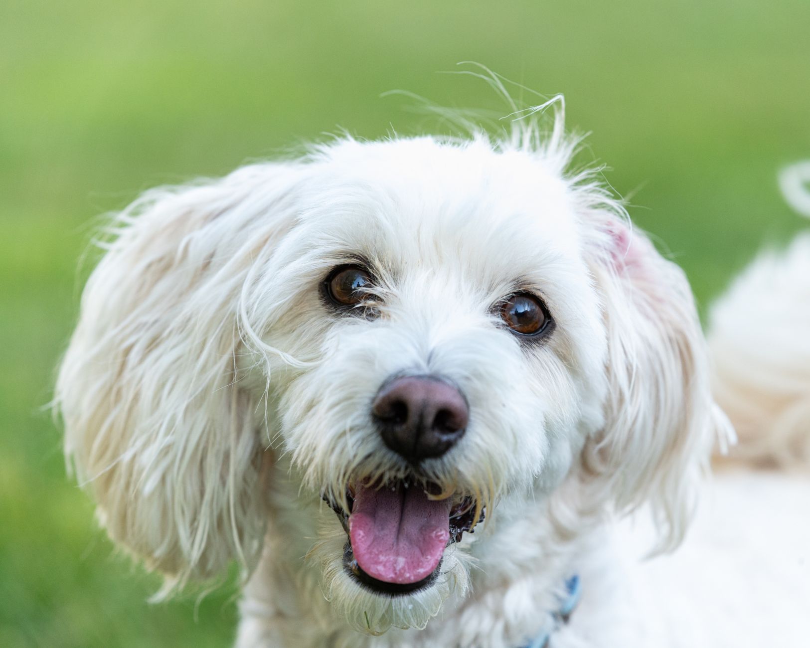 Lagotto Romagnolo