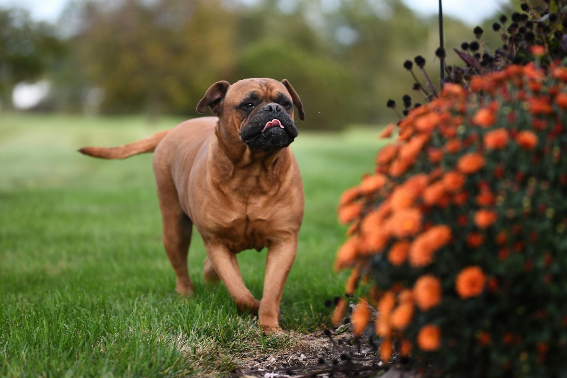 Mastino Napoletano