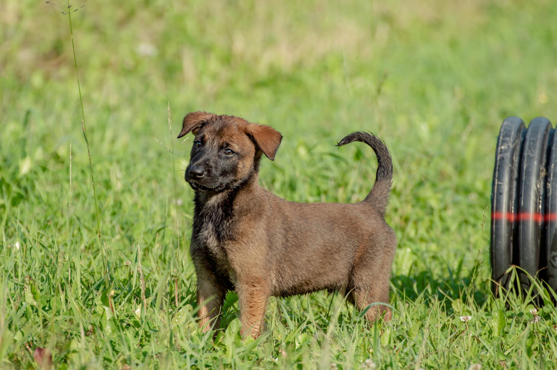 Pastore Belga Malinois