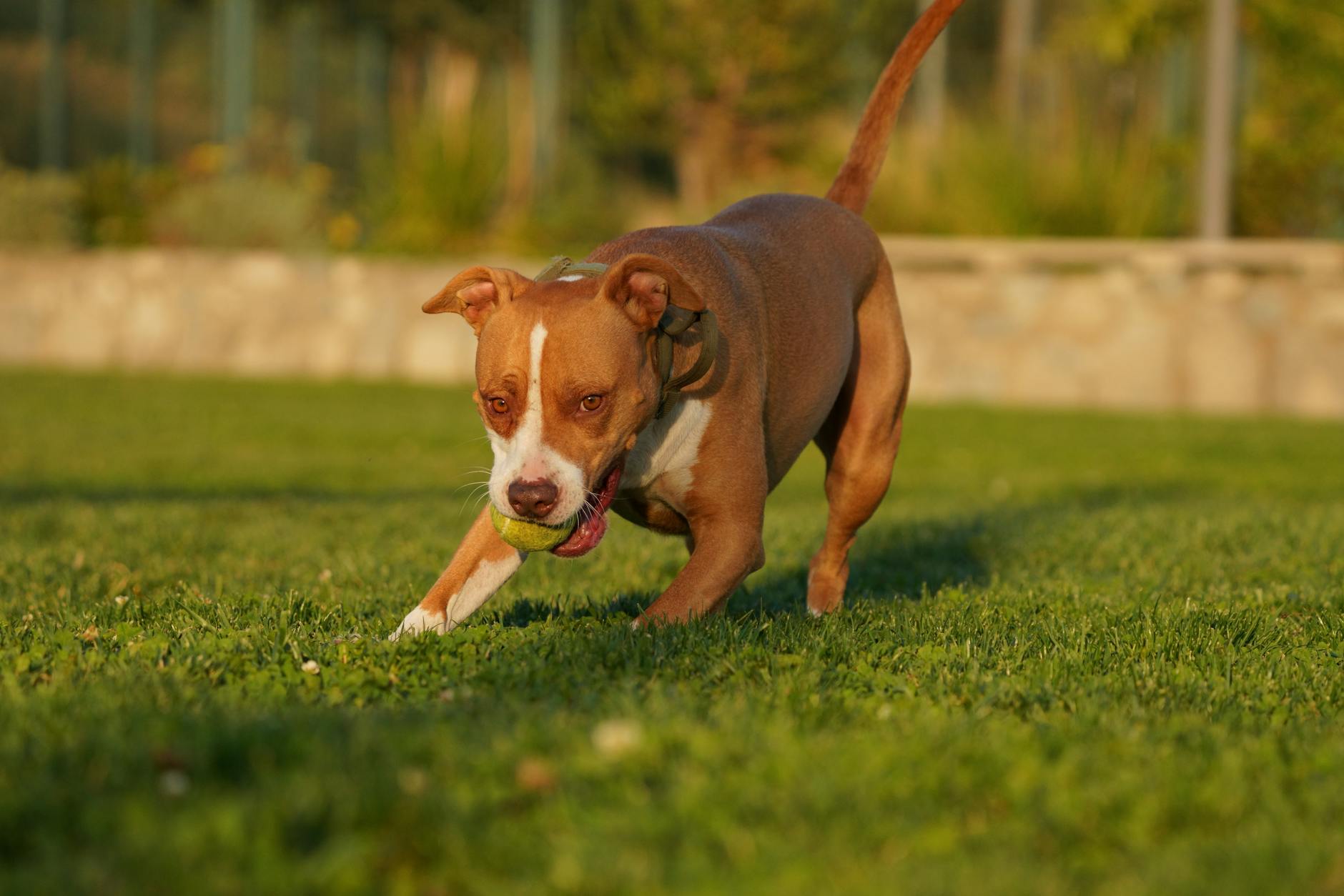 Pitbull (American Pit Bull Terrier)