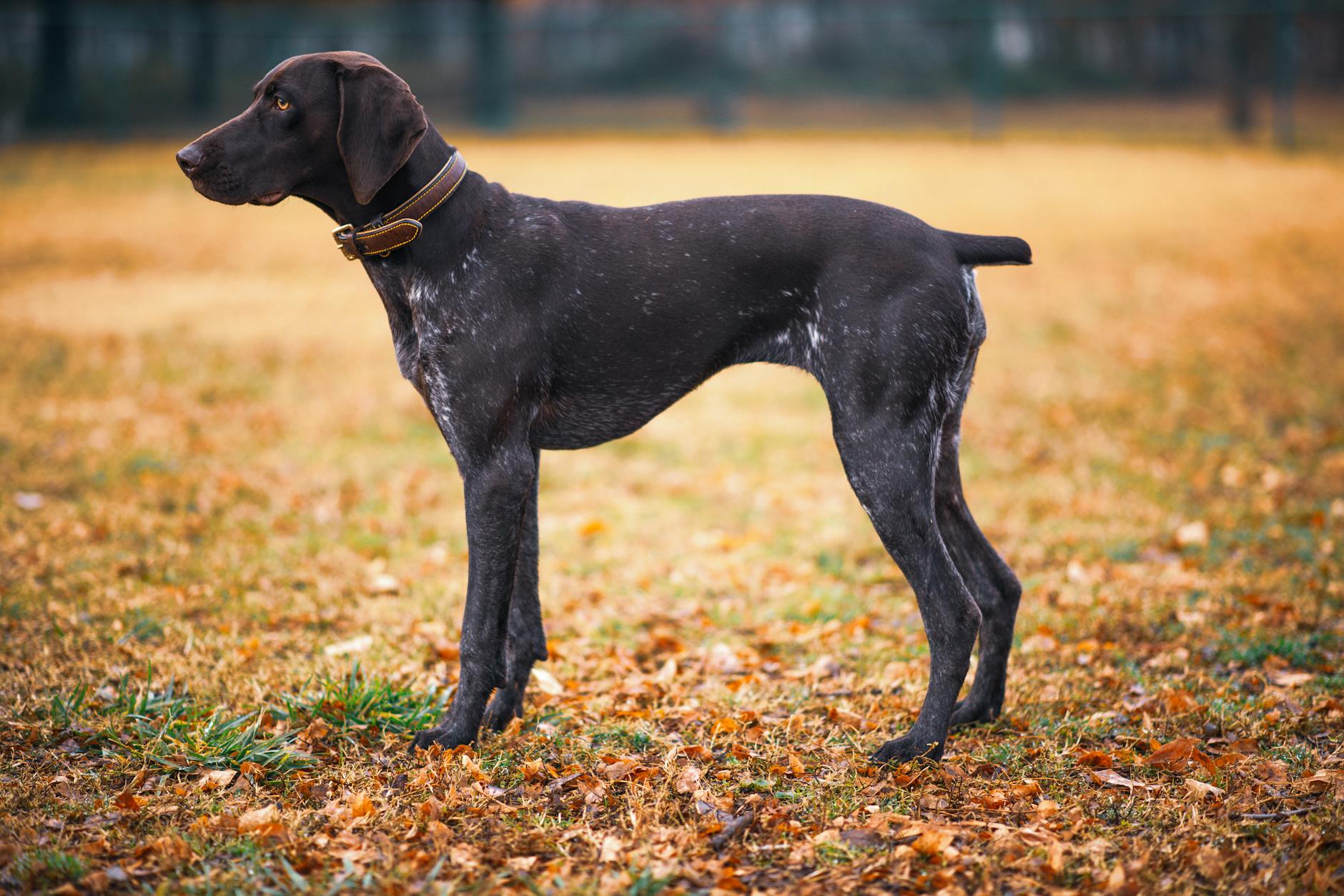 Pointer Inglese