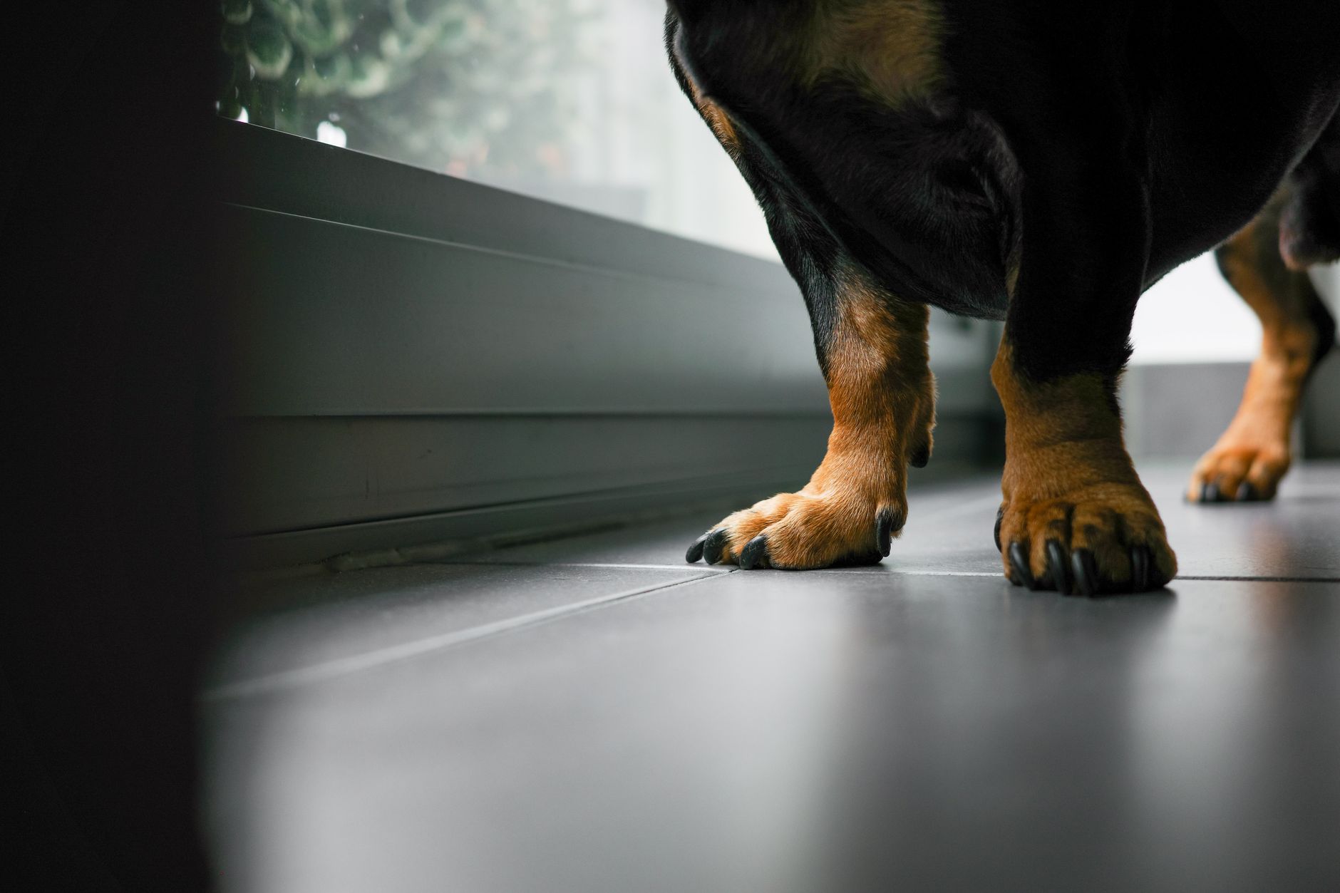 Rottweiler