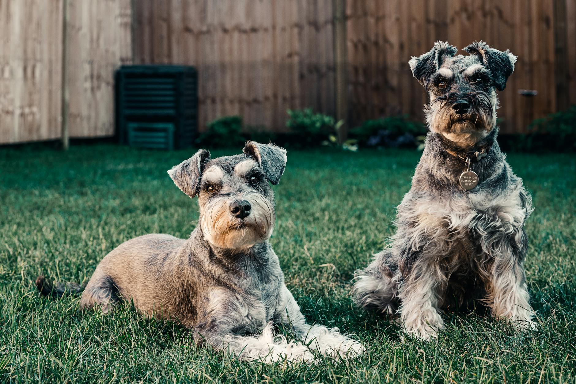 Schnauzer (Standard)