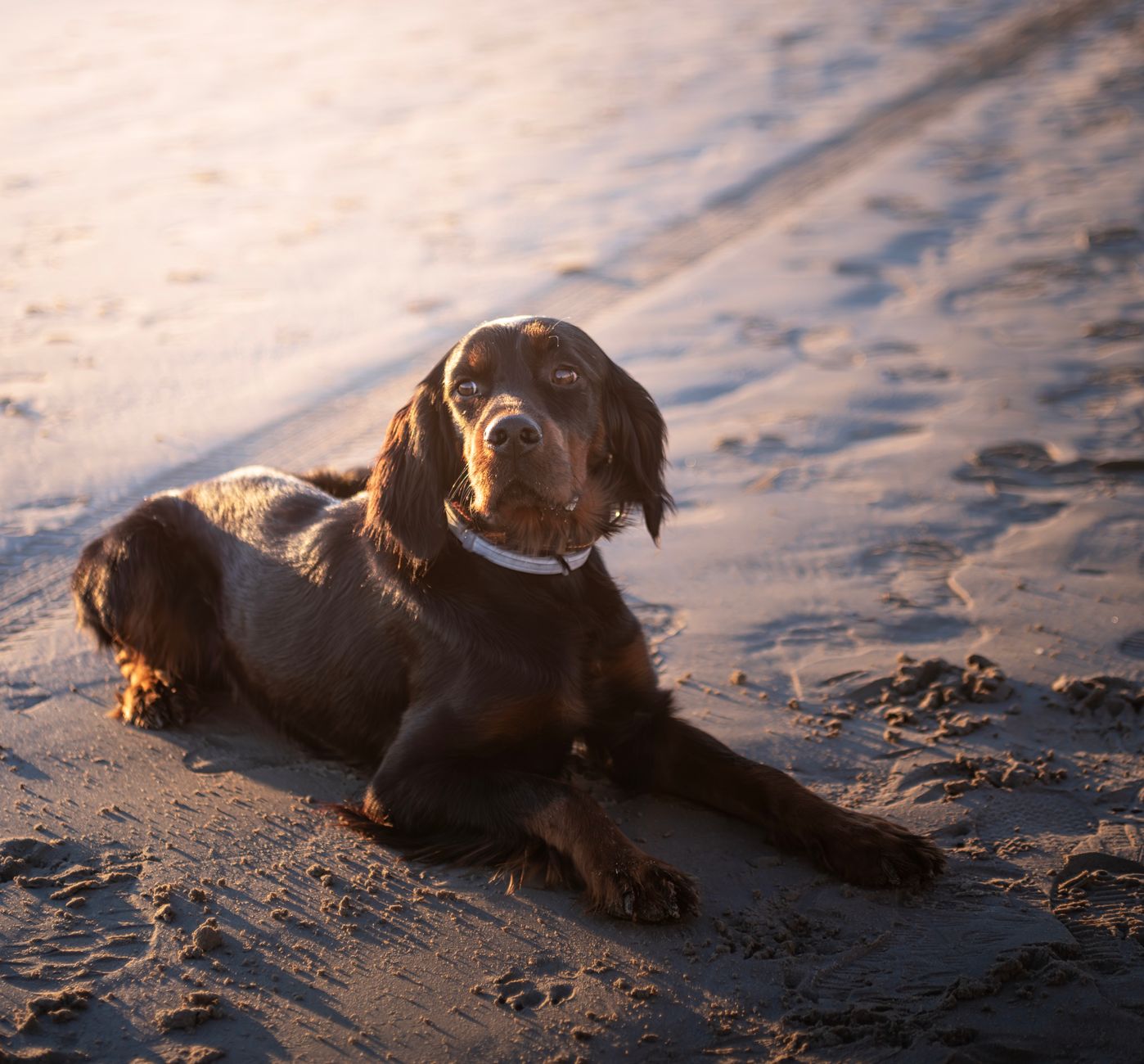 Setter Inglese