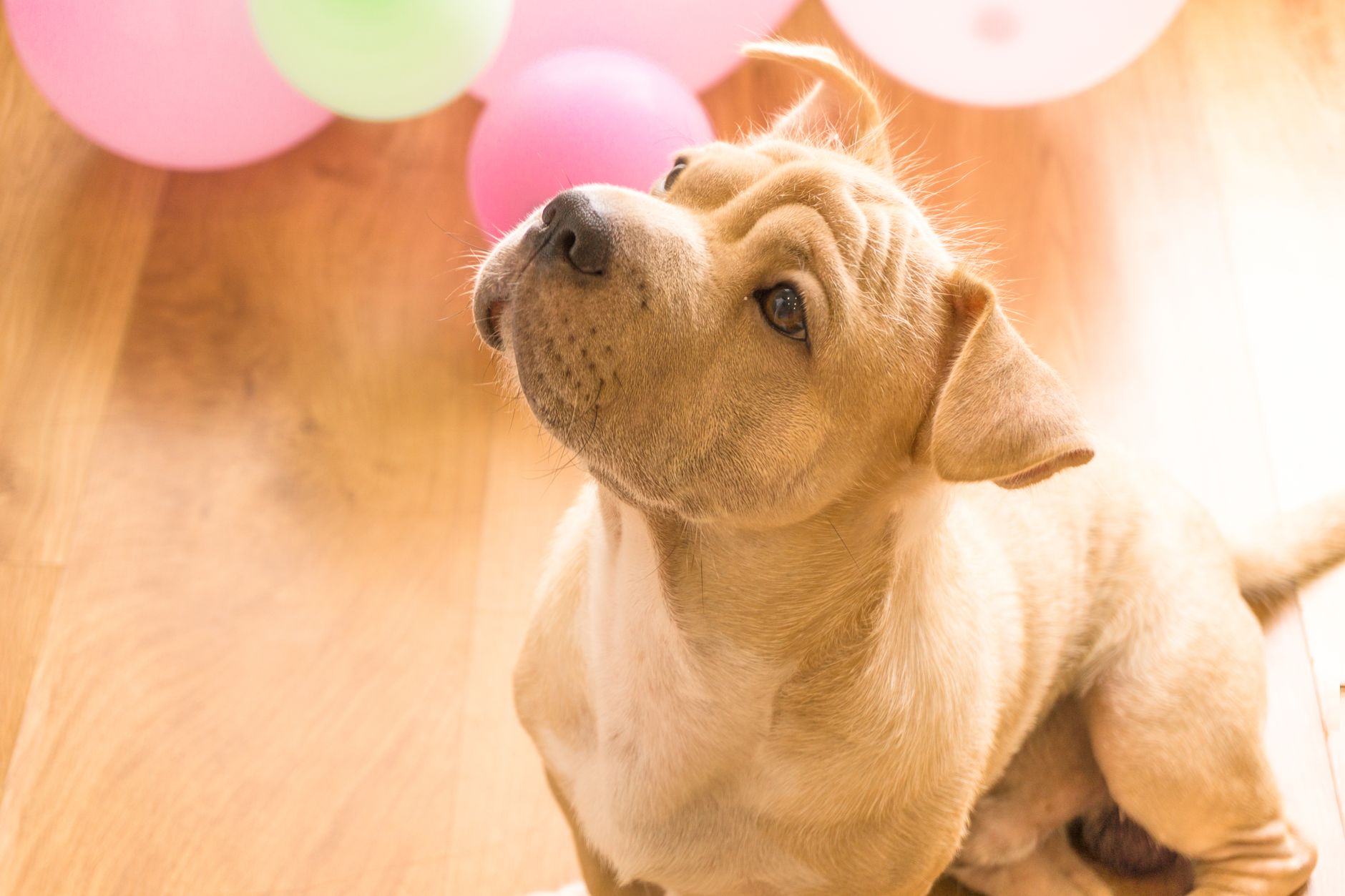 Shar Pei