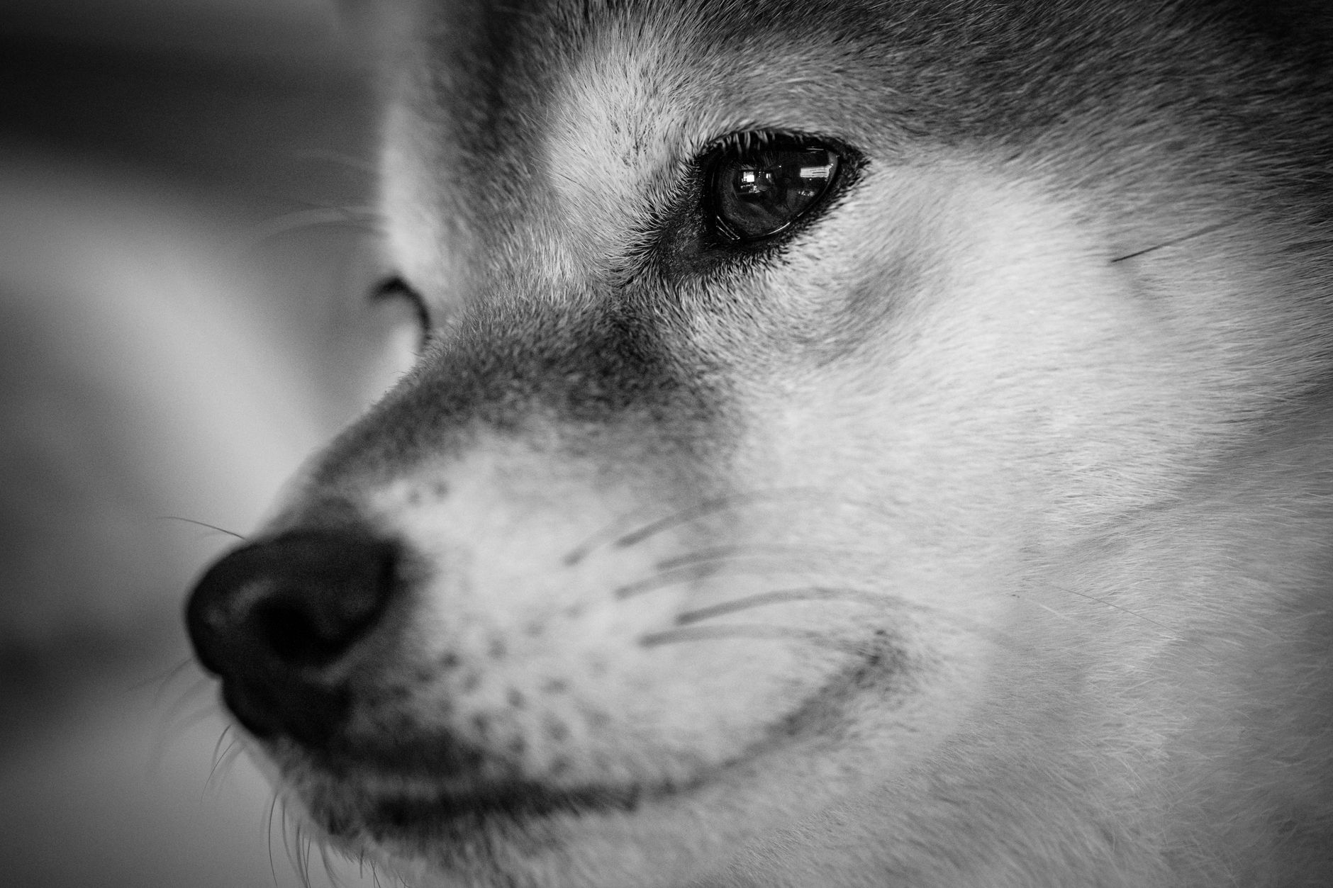 Shiba Inu