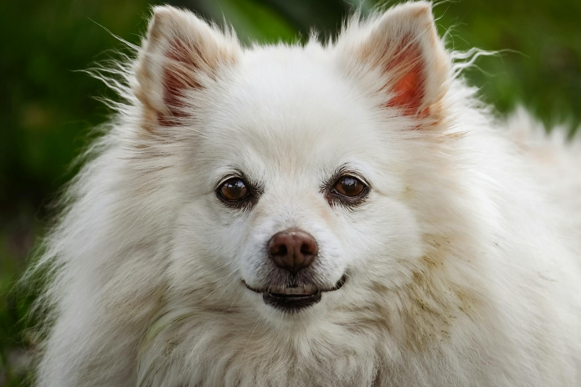 Spitz Tedesco