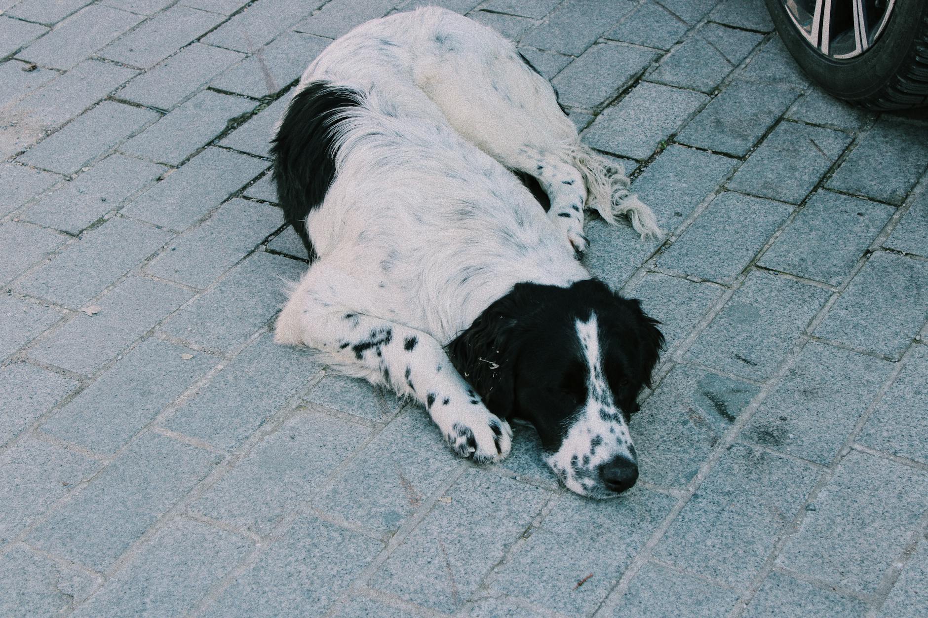Springer Spaniel Inglese