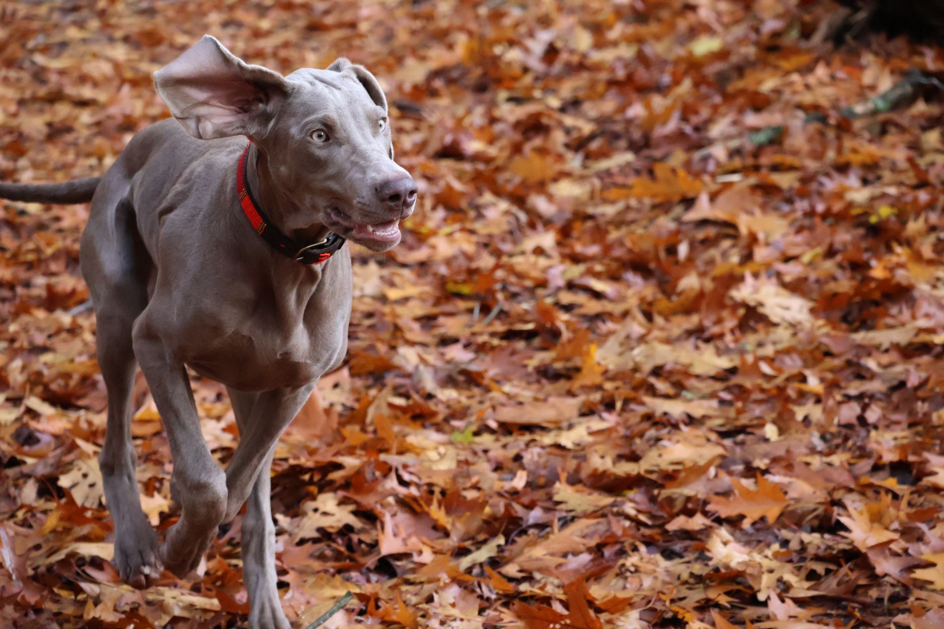 Weimaraner