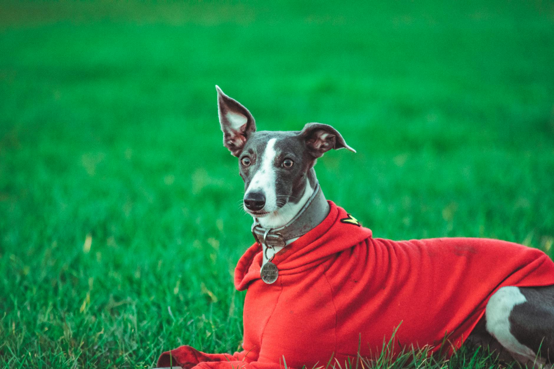 Whippet