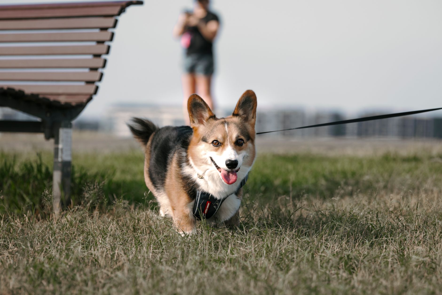 Guinzaglio per Cani: Guida alla Scelta Perfetta