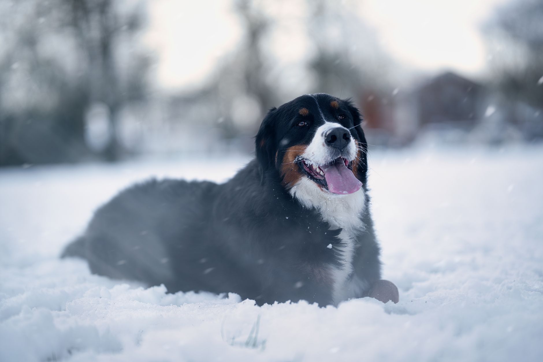 I 7 Migliori Snack Dentali per Cani nel 2026: Guida all'Acquisto
