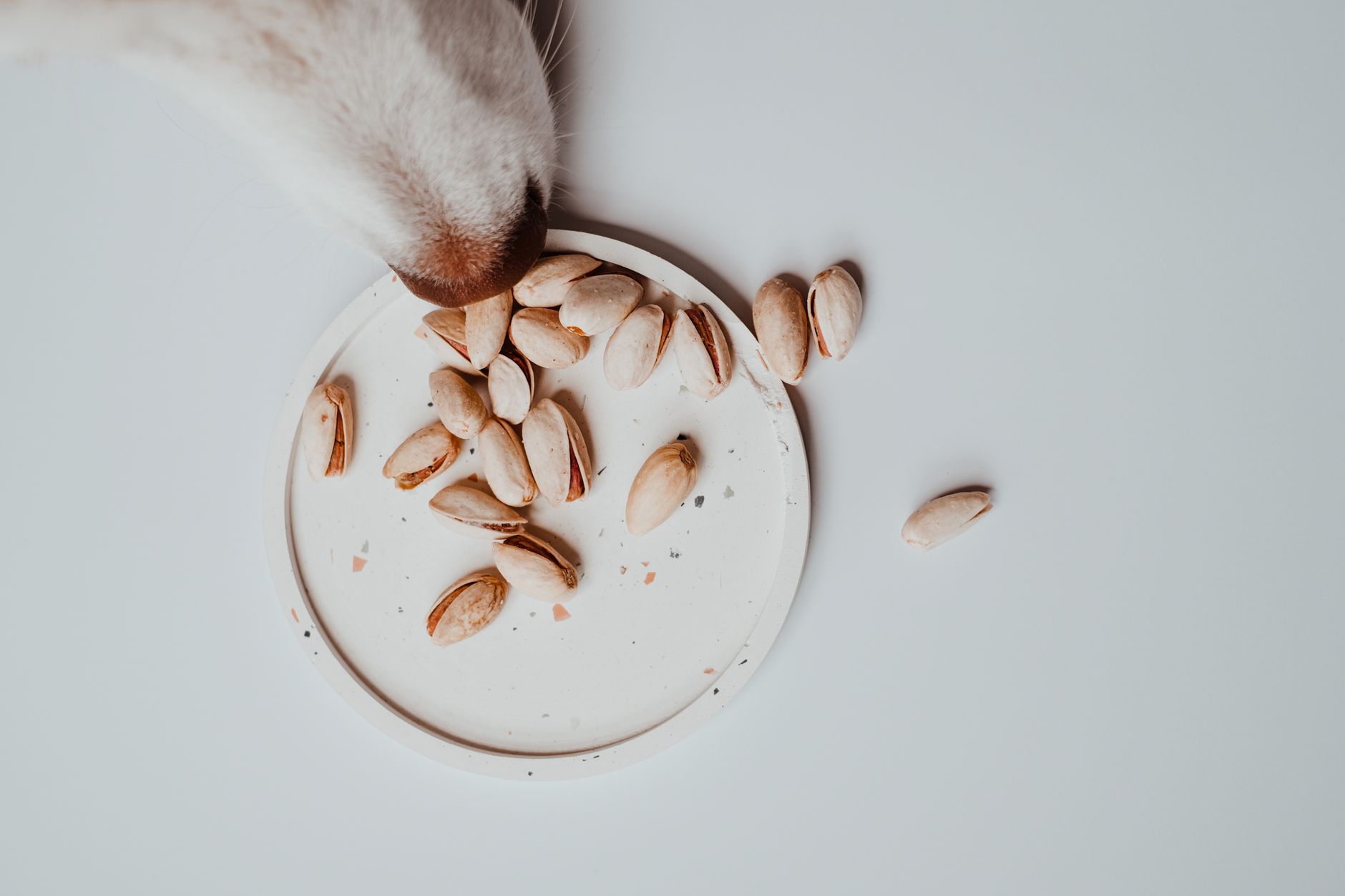 Quali sono le migliori marche di cibo per cani in Italia? Non