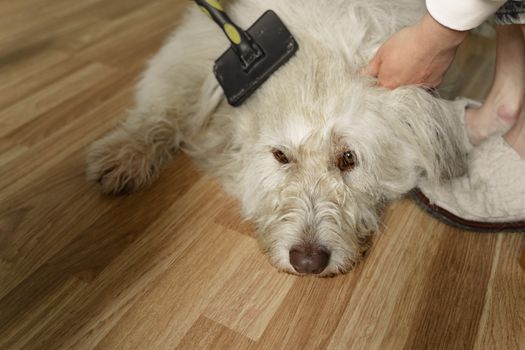Shampoo per cani a pelo lungo: come scegliere i migliori